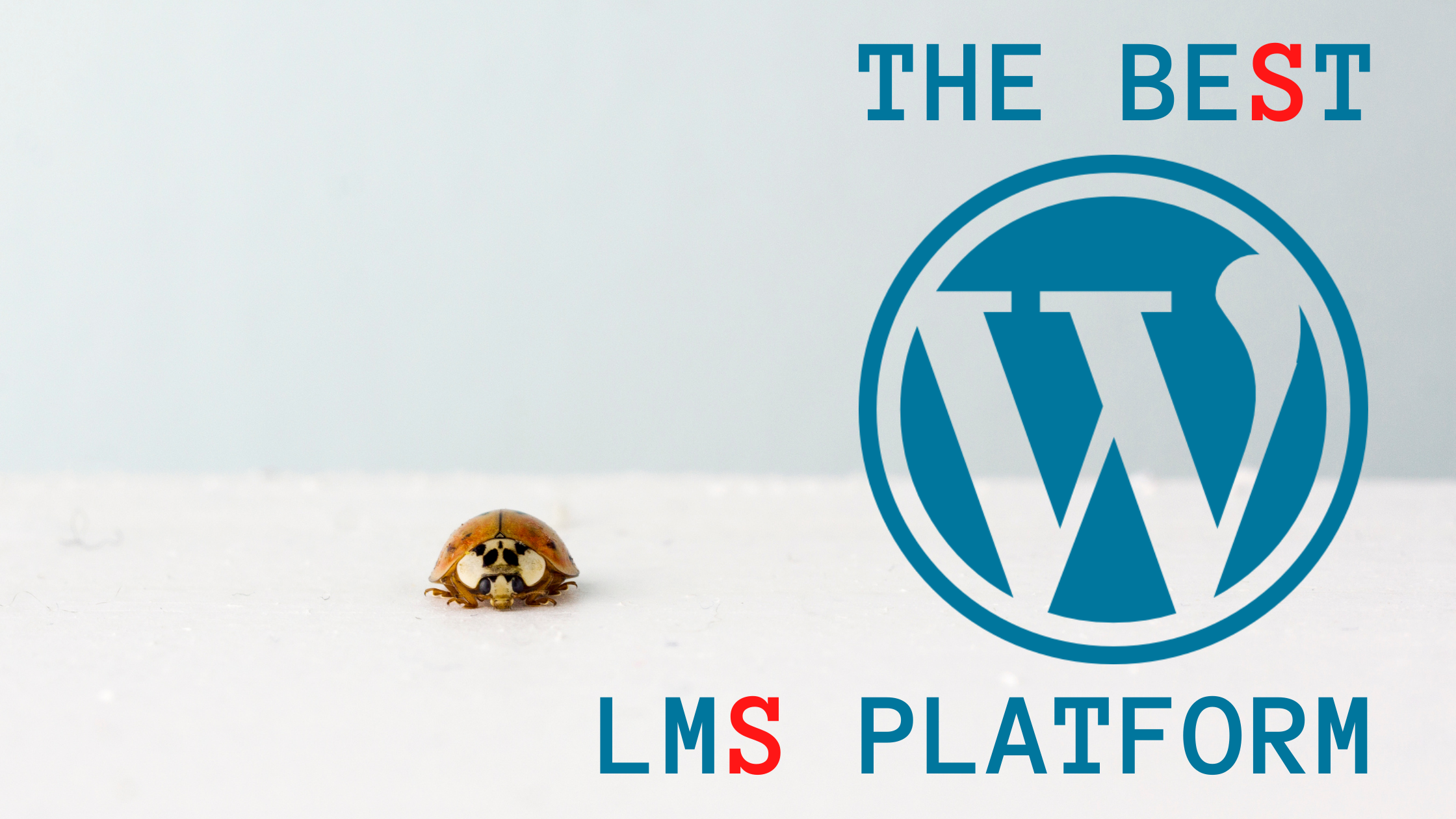 7 reasons why WordPress is the best LMS platform